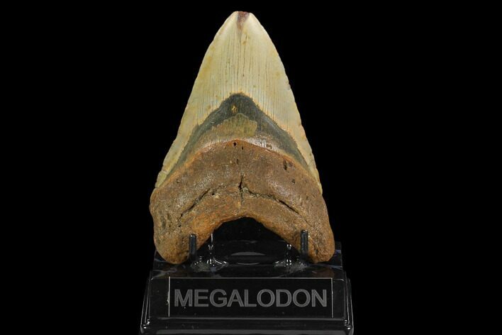 Fossil Megalodon Tooth - North Carolina #124971